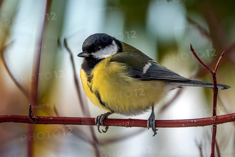 Great tit (Parus major), sitting on a branch, Baden-Württemberg, Germany