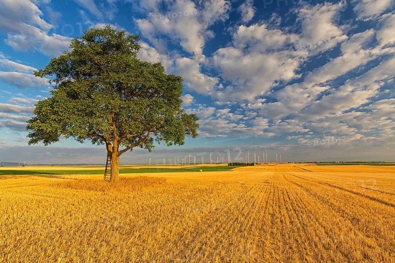 Tree in cornfield, dramatic sky, late summer, cumulus clouds, blue sky, plateau Oberflörsheim, district Alzey, Rhineland-Palatinate, Federal Republic of Germany