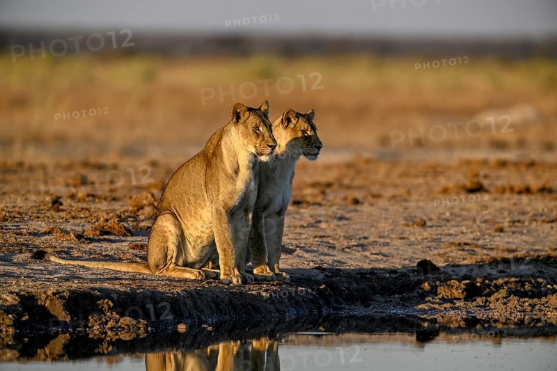 Two lionesses (Panthera leo) in the morning light at the Nxai Pan waterhole, Nxai Pan National Park, near Gweta, Central District, Botswana