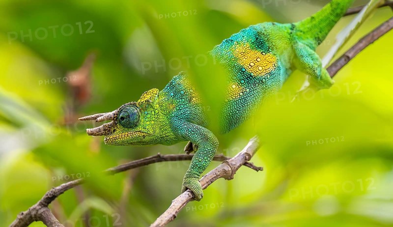 Three-horned chameleon (Trioceros jacksonii), male, between leaves on a branch, Bwindi Impenetrable Forest National Park, Uganda
