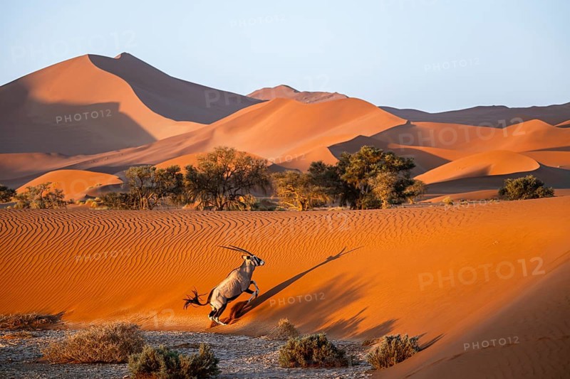 Oryx gazella, oryx antelope walking in front of the red sand dunes of the Namib Desert, Sossusvlei region, Namib-Naukluft Park, Namibia
