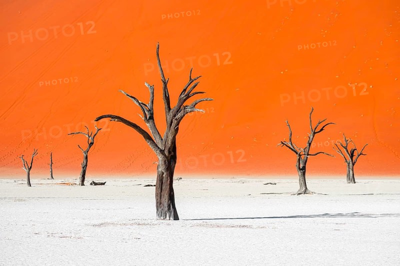 Dead camel thorn trees (Vachellia erioloba), red sand dunes, white salt pan, Dead Vlei, Sossusvlei, Namib Desert, Namib-Naukluft Park, Namibia