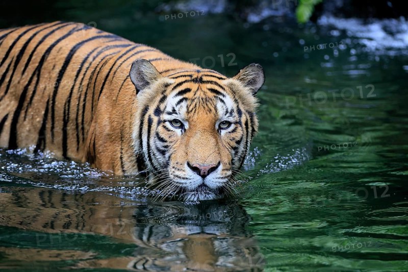 Malaysia tiger (Panthera tigris jacksoni), adult, in water, alert, Malaysia, Southeast Asia