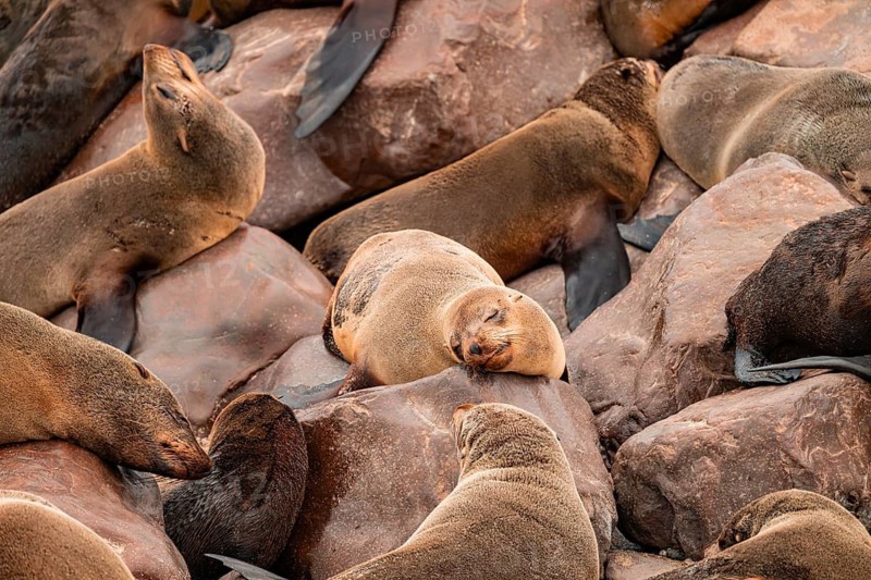 Seal colony, fur seal, Cape fur seal (Arctocephalus pusillus), Cape Cross, Atlantic coast, Namibia