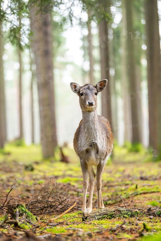 European fallow deer (Dama dama) doe in a forest in autumn, Bavaria, Germany