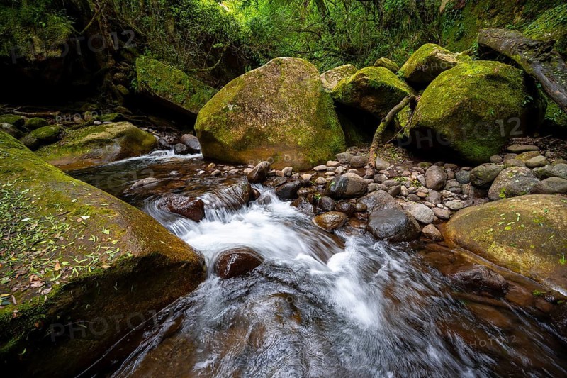 Mhlwazini River flows through thick forest, original mountain forest, Rainbow Gorge, Ukhahlamba-Drakensberg Park, KwaZulu-Natal, Drakensberg Mountains, South Africa