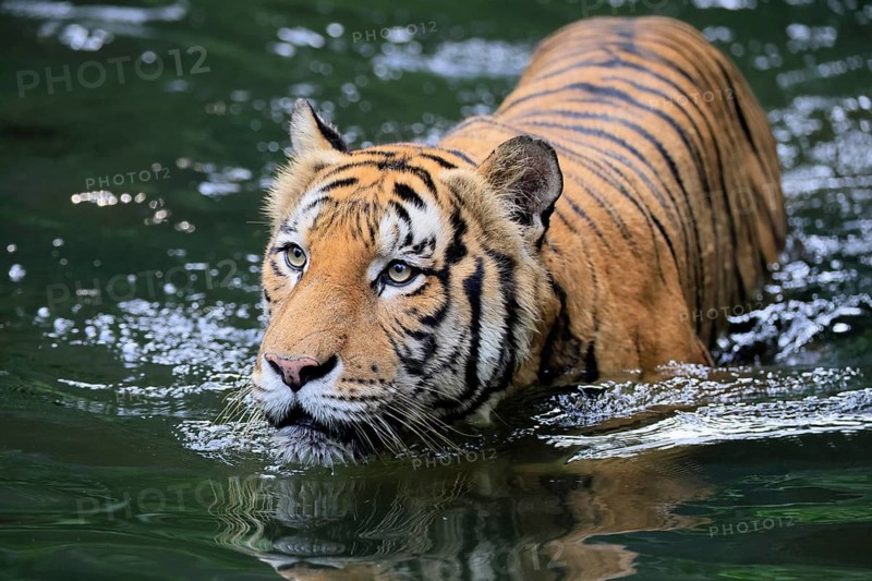 Malaysia tiger (Panthera tigris jacksoni), adult, in water, alert, Malaysia, Southeast Asia