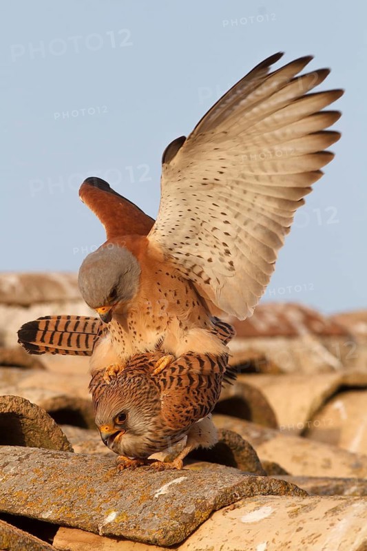 Lesser Kestrel (Falco naumanni), pair mating, Castile-La Mancha