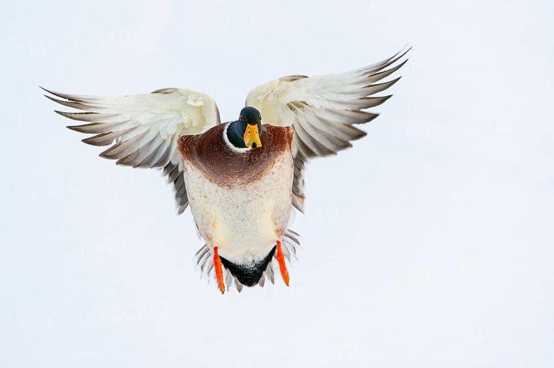 Flying mallard (anas platyrhynchos) in the snow, Vechta, Lower Saxony, Germany