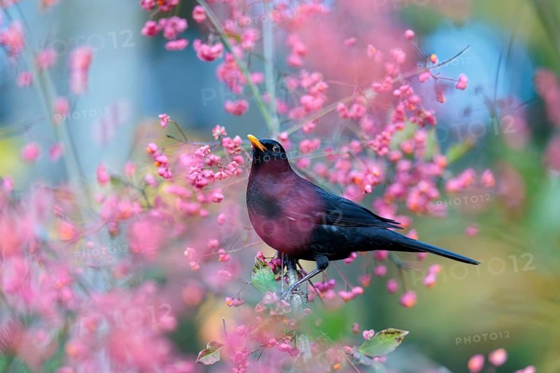 A common blackbird (Turdus merula) sits in a European spindle tree (Euonymus europaeus), and eats the fruit