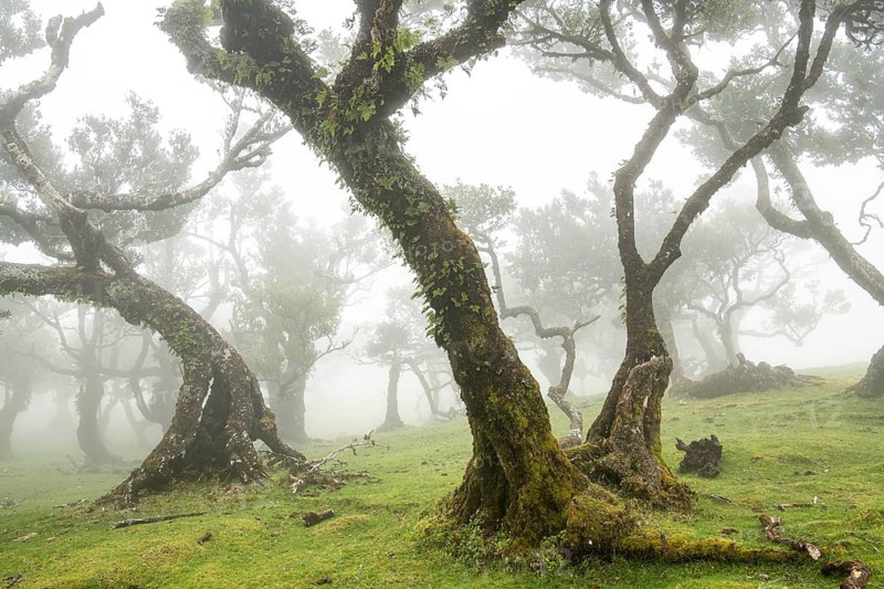 Laurel trees (Laurus nobilis) on Madeira, Fanal, Madeira, Portugal