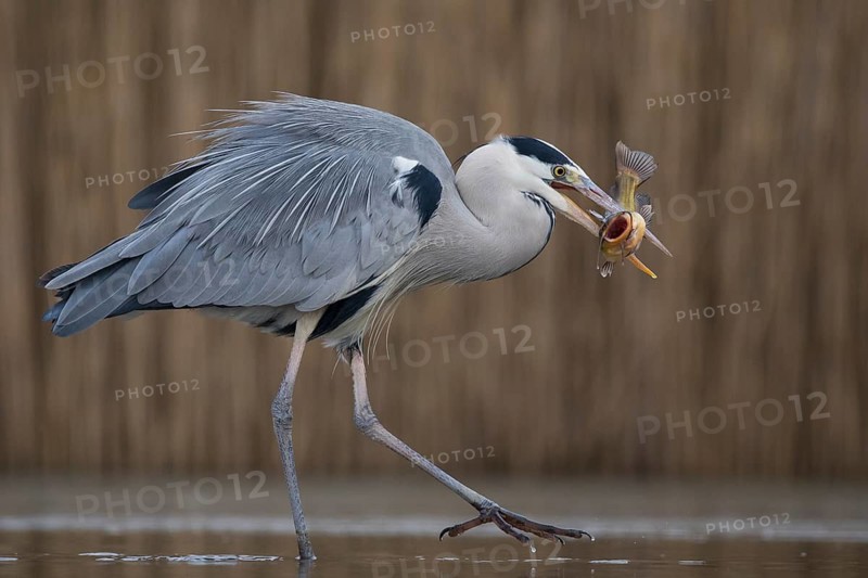 Grey Heron (Ardea cinerea) with fish prey in beak, Pusztaszer, Hungary