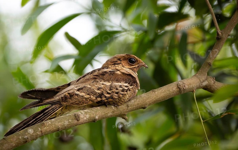 Large-tailed nightjar (Caprimulgus macrurus) on a tree branch, sreepur, Gazipur, bangladesh