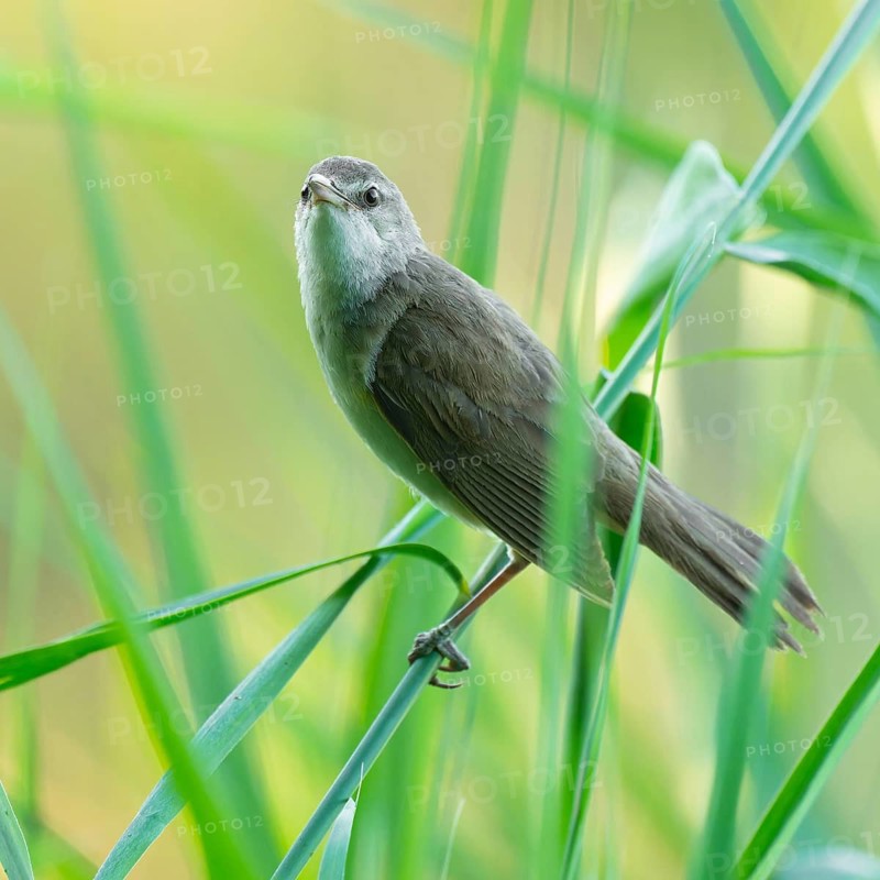 Reed warbler (Acrocephalus arundinaceus) on a reed stem, reed (Phragmites australis), Lower Saxony, Germany