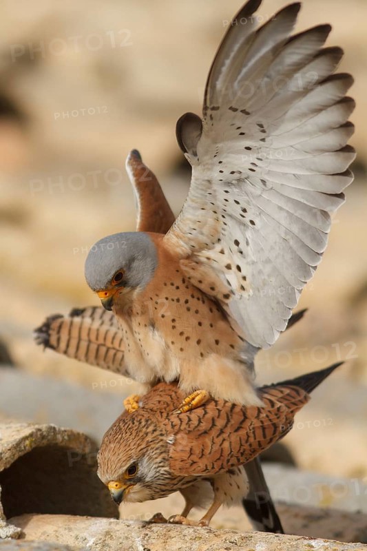 Lesser Kestrel (Falco naumanni), pair mating, Castile-La Mancha