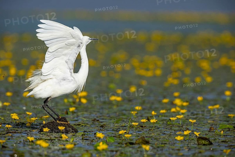 Little Egret (Egretta garzetta) in the midst of flowering echidnas Hungary