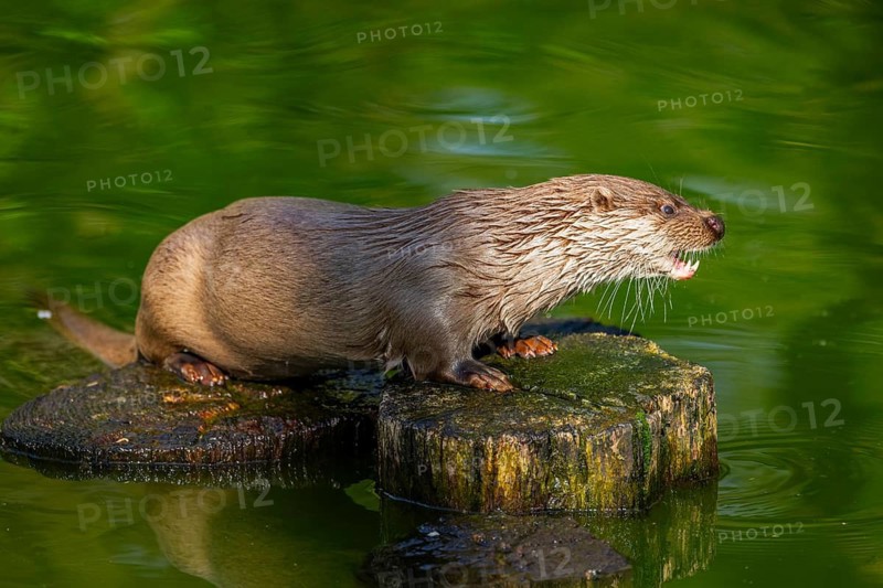 Eurasian otter (Lutra lutra) on a tree trunk in the water of a little lake, Bavaria, Germany