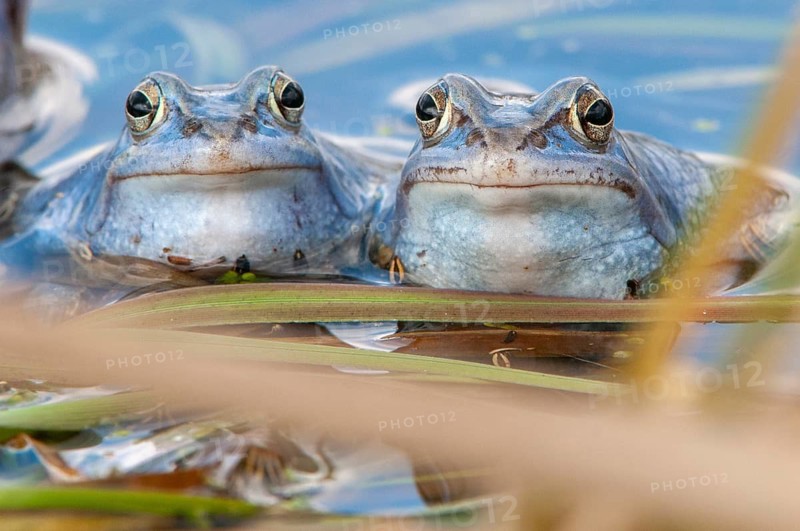 Blue moor frog (Rana arvalis) mating in the moor, Goldenstedter Moor, Lower Saxony, Germany