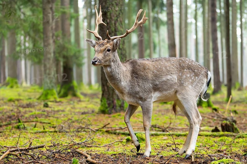 European fallow deer (Dama dama) buck in a forest in autumn, Bavaria, Germany