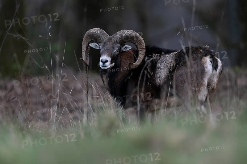 Mouflon (Ovis gmelini), Bitburg, Rhineland-Palatinate, Germany