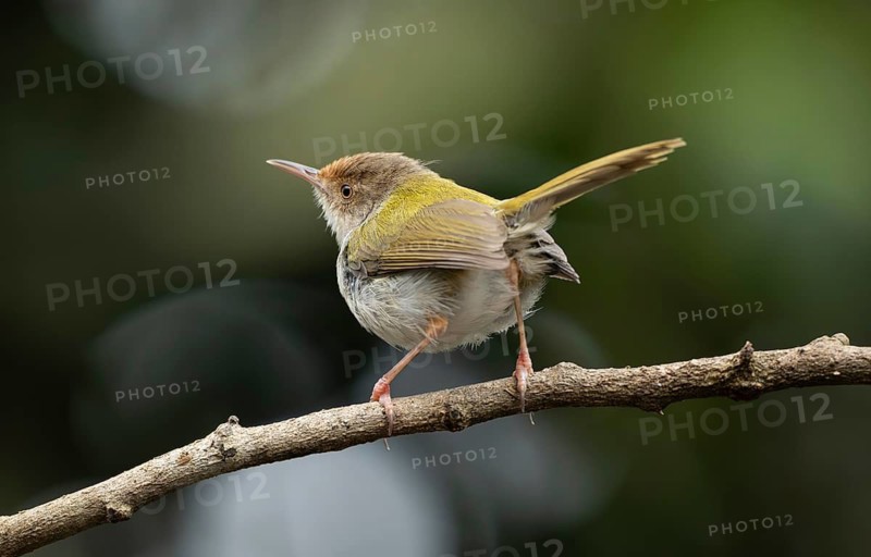 Common Tailorbird (Orthotomus sutorius) perched on a slender branch, Sreepur, Gazipur, bangladesh