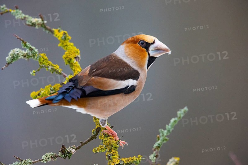 Hawfinch (Coccothraustes coccothraustes) Germany