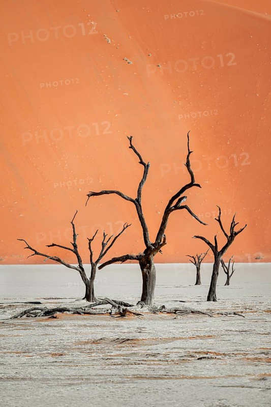 Dead camel thorn trees (Vachellia erioloba), red sand dunes, white salt pan, Dead Vlei, Sossusvlei, Namib Desert, Namib-Naukluft Park, Namibia