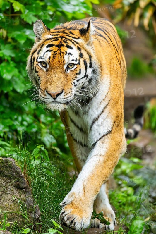 Siberian tiger (Panthera tigris tigris) walking through bushes on a rainy day, captive, Germany