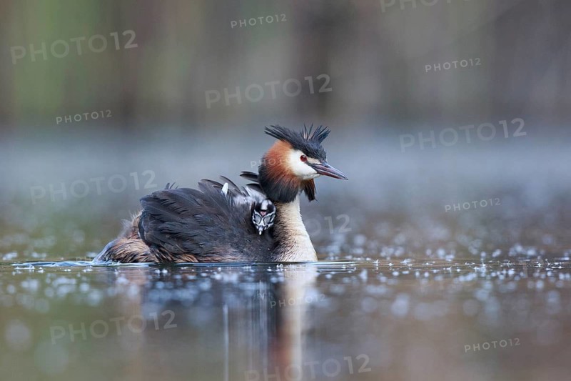 Great Crested Grebe (Podiceps cristatus) with chicks, North Rhine-Westphalia, Germany