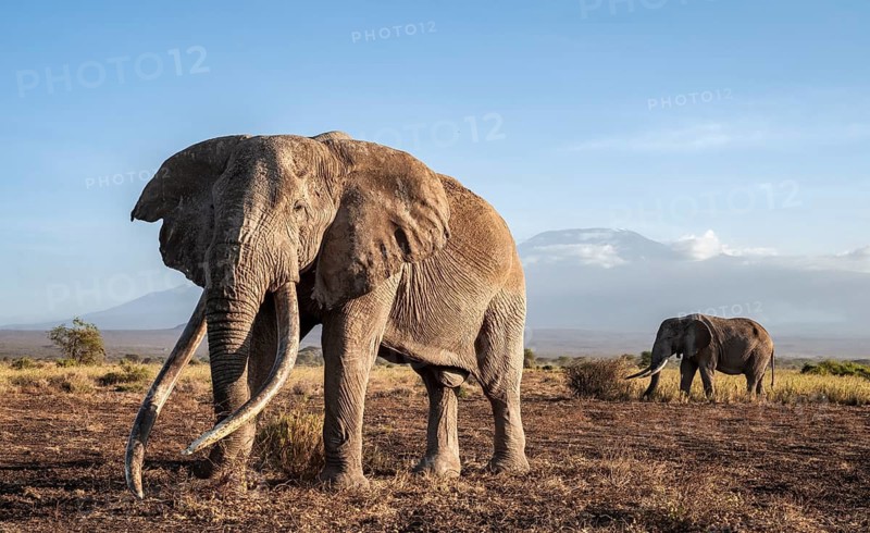 African elephant (Loxodonta africana) with Kilimanjaro, the famous Super Tusker elephant Craig, old male with long tusks, evening light, Amboseli, Kajiado County, Kenya