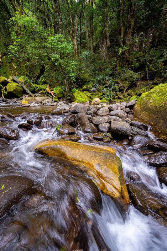 Mhlwazini River flows through thick forest, original mountain forest, Rainbow Gorge, Ukhahlamba-Drakensberg Park, KwaZulu-Natal, Drakensberg Mountains, South Africa