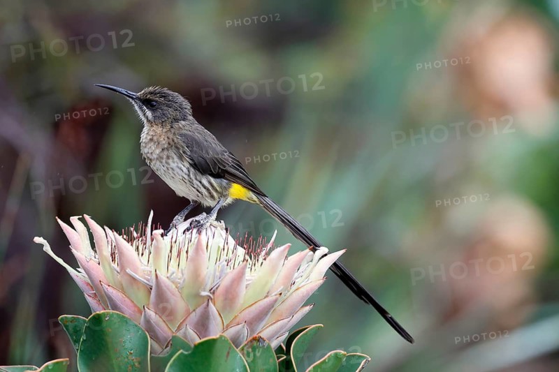 Cape Honeybird (Promerops cafer), adult, male, on flower, Protea, vigilant, Kirstenbosch Botanical Gardens, Cape Town, South Africa