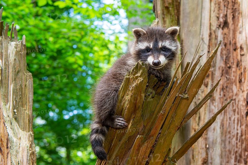 Young raccoon (Procyon lotor) on a discovery tour, Steinhagen, North Rhine-Westphalia, Germany