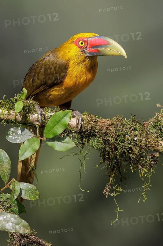 Saffron Toucanet (Pteroglossus bailloni) perched on a branch in the Atlantic rainforest of southeast Brazil