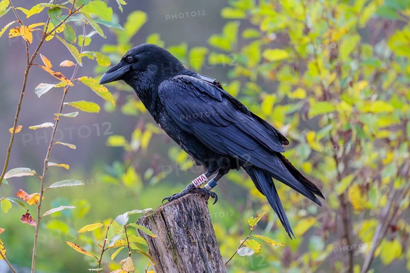 A common raven (Corvus corax) fitted with a GPS transmitter perches on an old fence post amid autumn-colored bushes. Austria