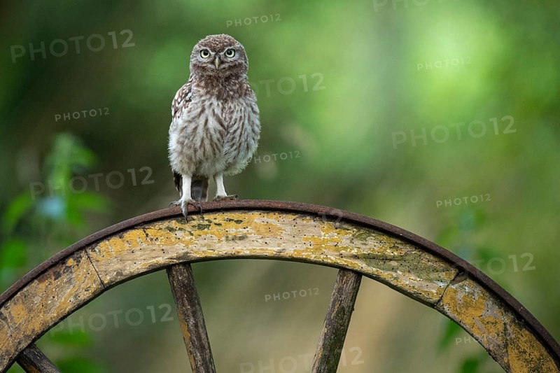 Little owl (Athene noctua), Vechta, Lower Saxony, Germany