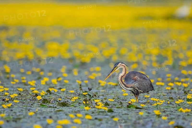 Purple heron (Ardea purpurea) Hungary