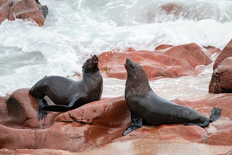 Seal colony, fur seal, Cape fur seal (Arctocephalus pusillus), Cape Cross, Atlantic coast, Namibia