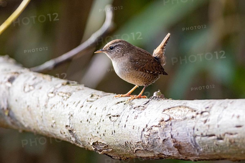 Wren (troglodytes troglodytes) Germany