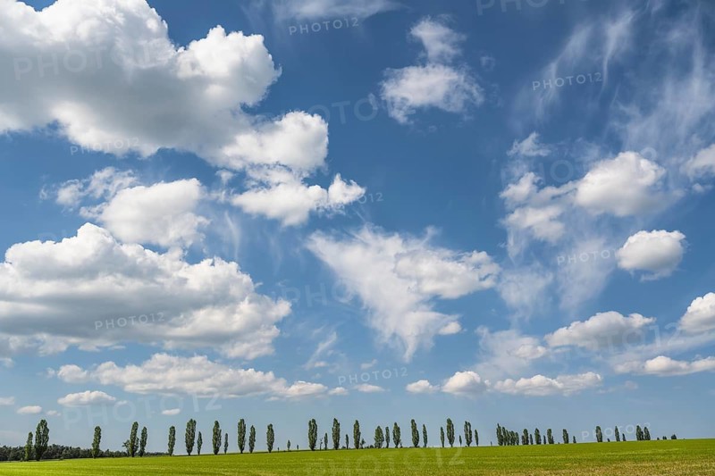 Cloudy sky over a row of poplars, flatness, Saxon Switzerland, Saxony, Germany, May 2024