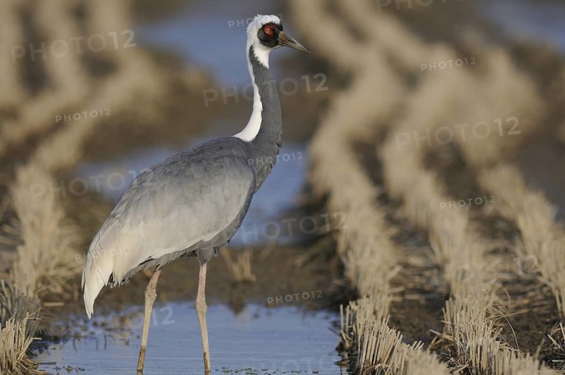 White-naped Crane (Antigone vipio) foraging, Arasaki, Japan