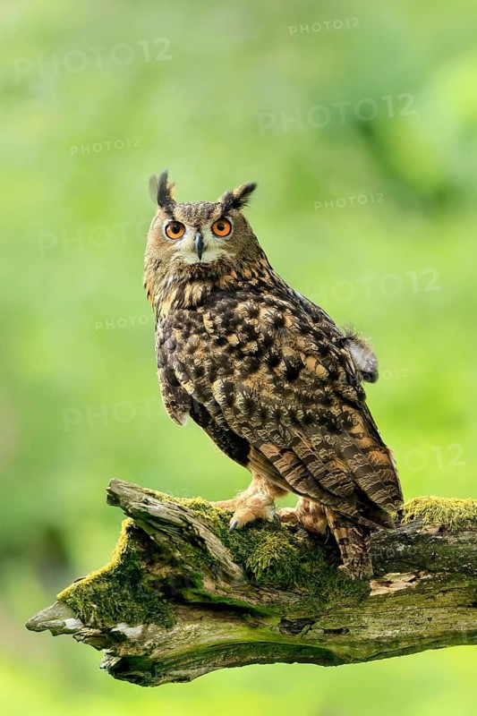 Eurasian Eagle-owl (Bubo bubo), adult, perch, vigilant, in summer, Wisdom, Šumava, Czech Republic