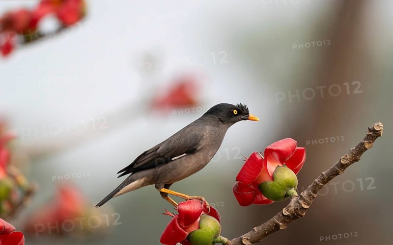 Jungle Myna (Acridotheres fuscus) on a flowering silk-cotton branch, sreepur, Gazipur, bangladesh