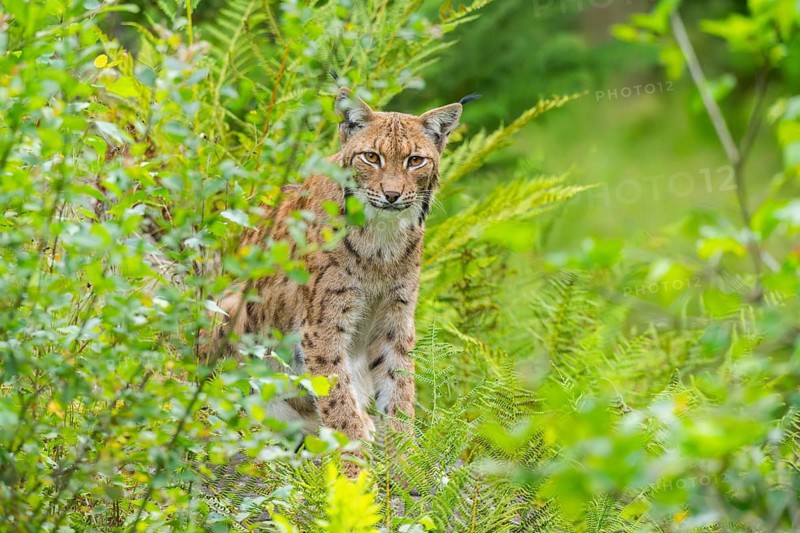Eurasian lynx (Lynx lynx) in the middle of bushes in summer, Bavaria, Germany