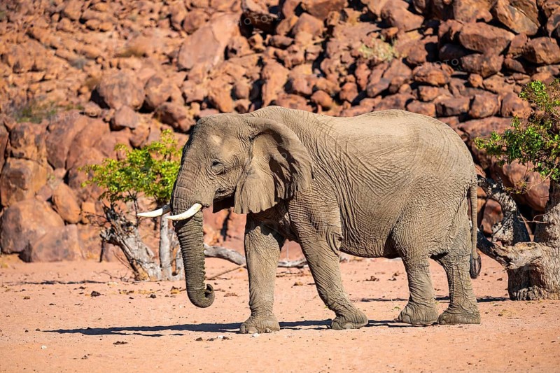 African elephant (Loxodonta africana), desert elephant, riverbed of the Ugab River, Damaraland, Kunene region, Namibia