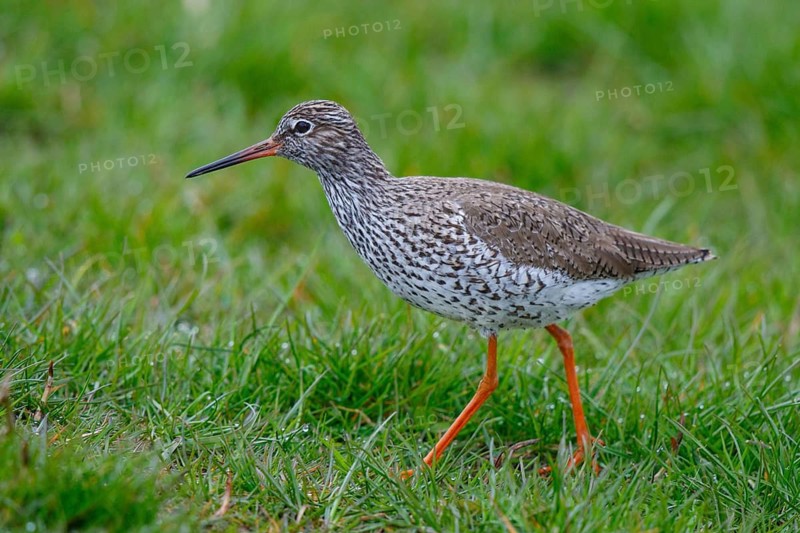 Common Redshank (Tringa totanus), Netherlands