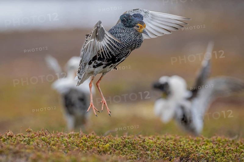 Ruff (Philomachus pugnax), at the mating site, Varanger, Norway