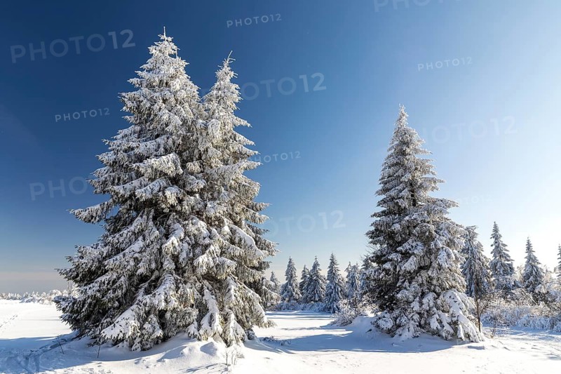 Sunny winter landscape with snow-covered trees, bushes, trails and branches covered with hoarfrost on the Ore Mountains Ridge, Zinnwald-Georgenfeld, Altenberg, Eastern Ore Mountains, Saxony, Germany