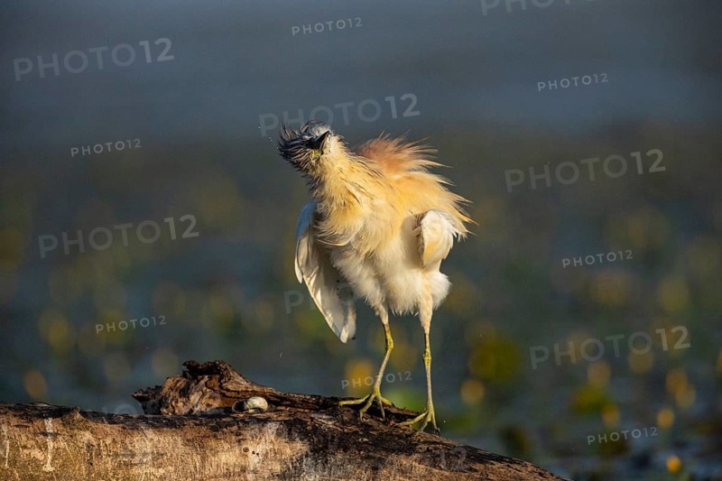 Squacco Heron (Ardeola ralloides) in the fog Hungary
