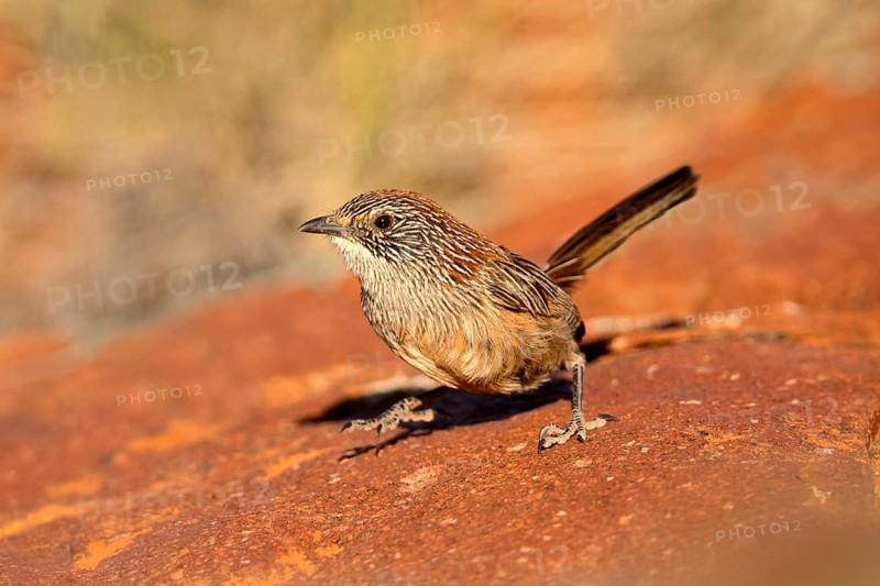 Short-tailed Grasswren (Amytornis merrotsyi pedleri), South Australia, Australia